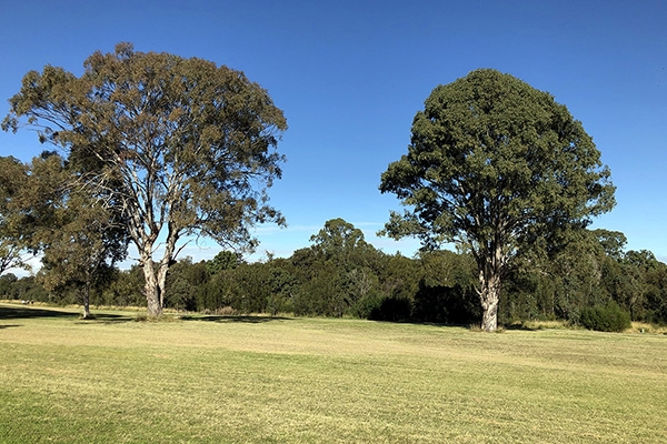 Two trees with a grassy area in the foreground